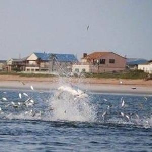 Meet your Posher, Barry